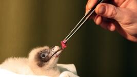 zoo orlosup bradatý mládě